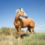 Profile picture of Justus horses